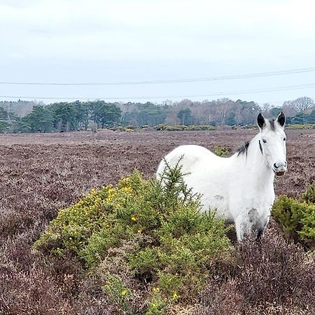 In The Heart Of The New Forest フォーディングブリッジ エクステリア 写真