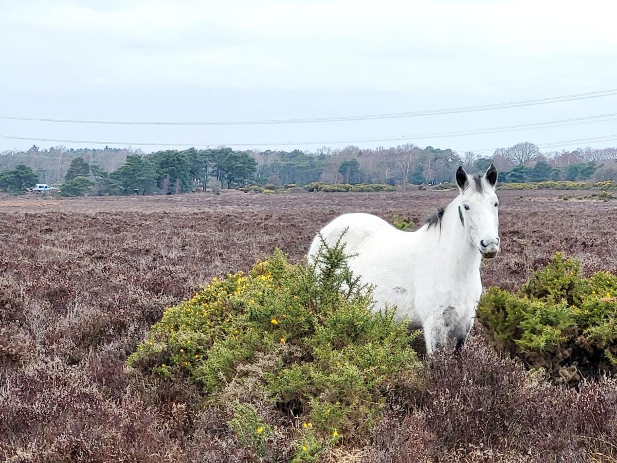 In The Heart Of The New Forest フォーディングブリッジ エクステリア 写真